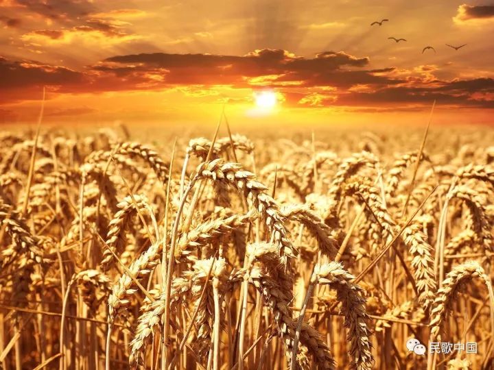 中国最新粮食丰收繁荣与未来展望