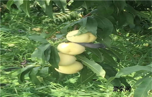 最新桃苗批发攻略，步骤指南