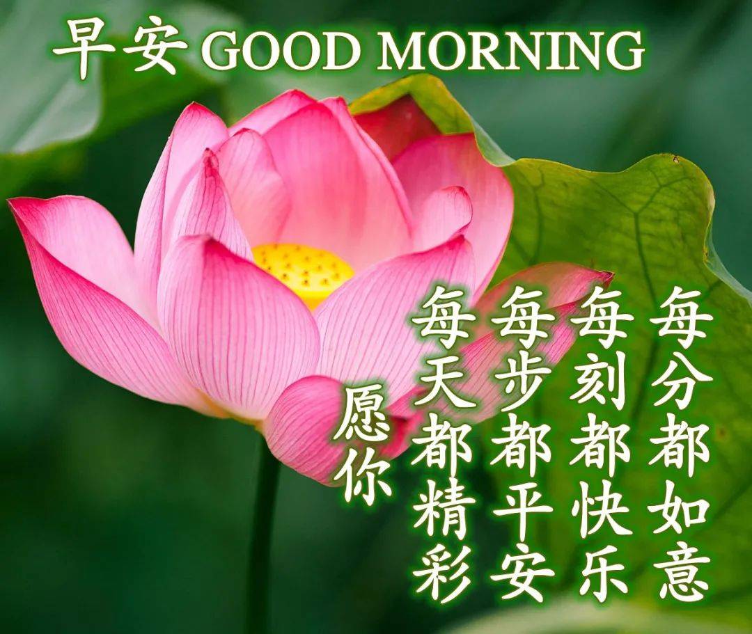 最新今天早安问候,最新今天早安问候，温馨早晨的小趣事