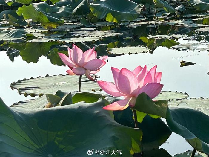 江南第一媳，踏上一场自然美景的治愈之旅最新章节