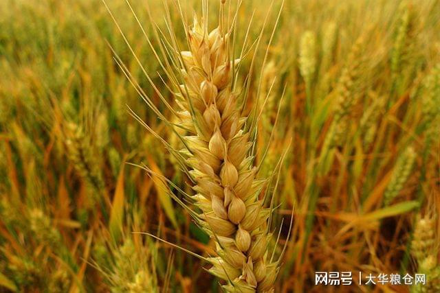 小麦最新价格背后的友情与陪伴温馨故事