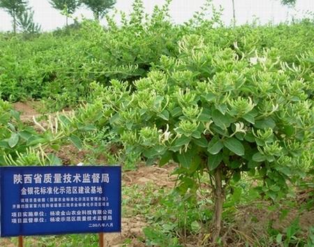 金银花最新行情揭秘，价格走势与自然美景的旅行探索